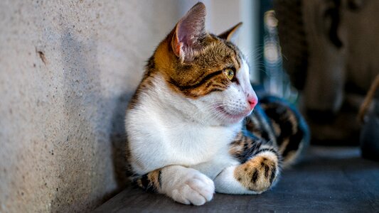 Portrait of cat pet cats photo