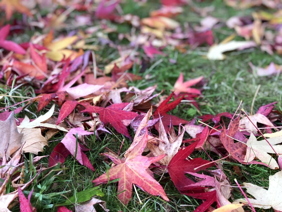 October forest seasonal