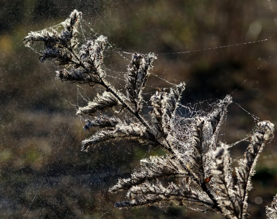 Spider web drops water