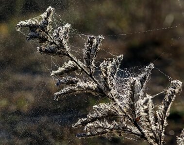 Spider web drops water