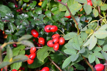 Roses bush fruits photo