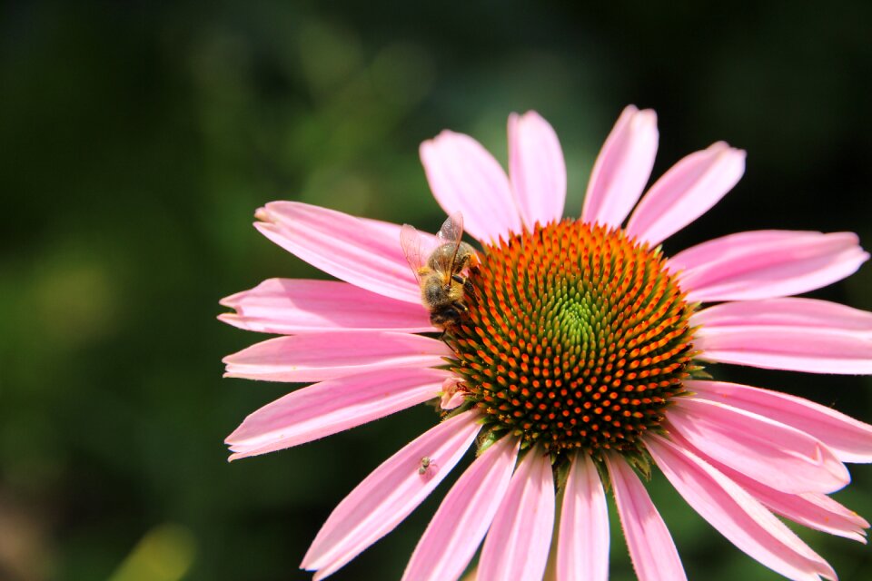 Insect nature closeup