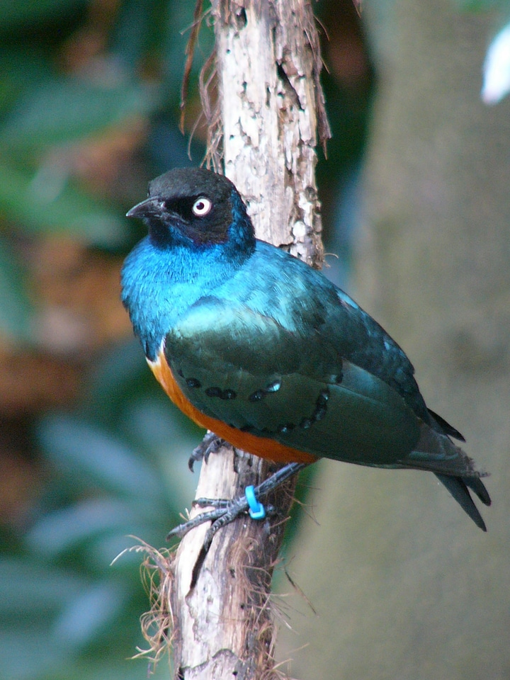 Bird tree limb blue