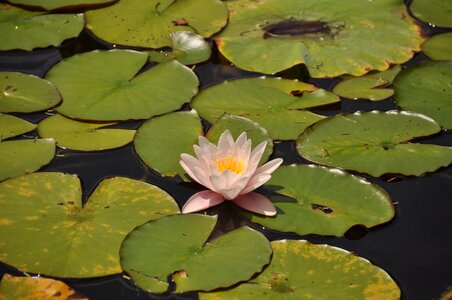 Lake nature summer