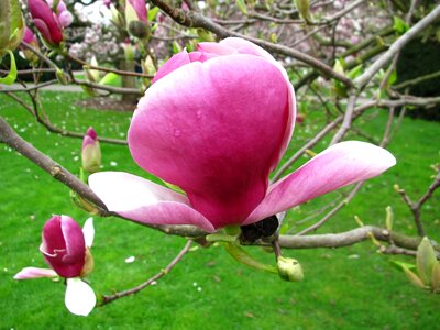 Magnolia blossom bloom photo