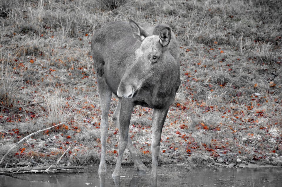 Nature animal sweden