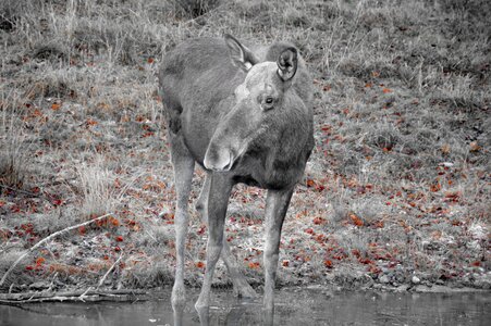 Nature animal sweden