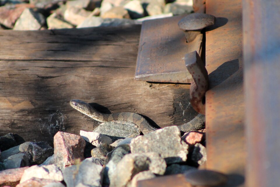 Snake rail pebble