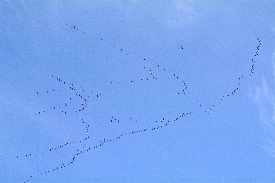 Fly bird flock of birds travel