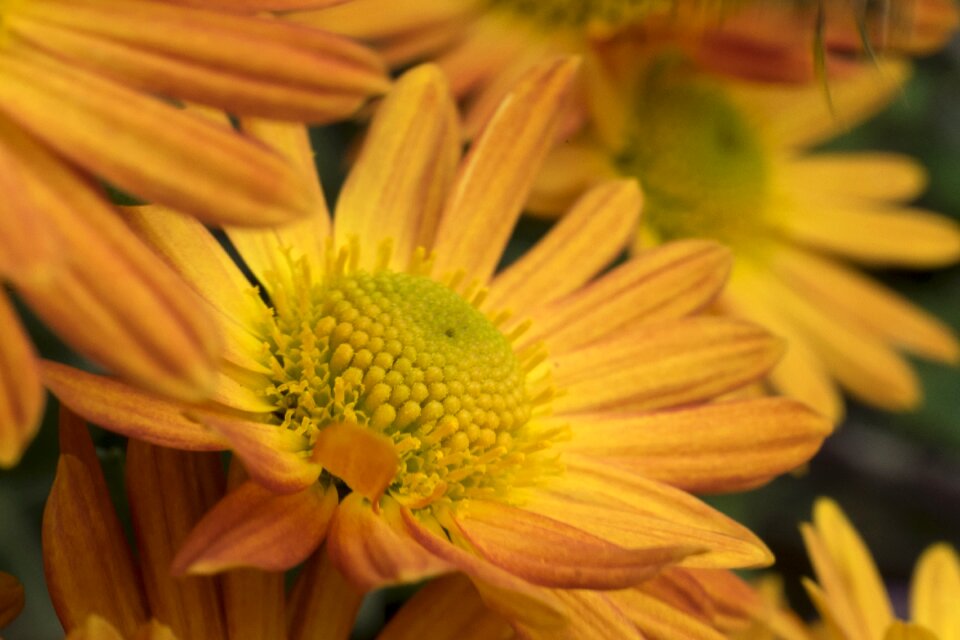 In the fall plant yellow