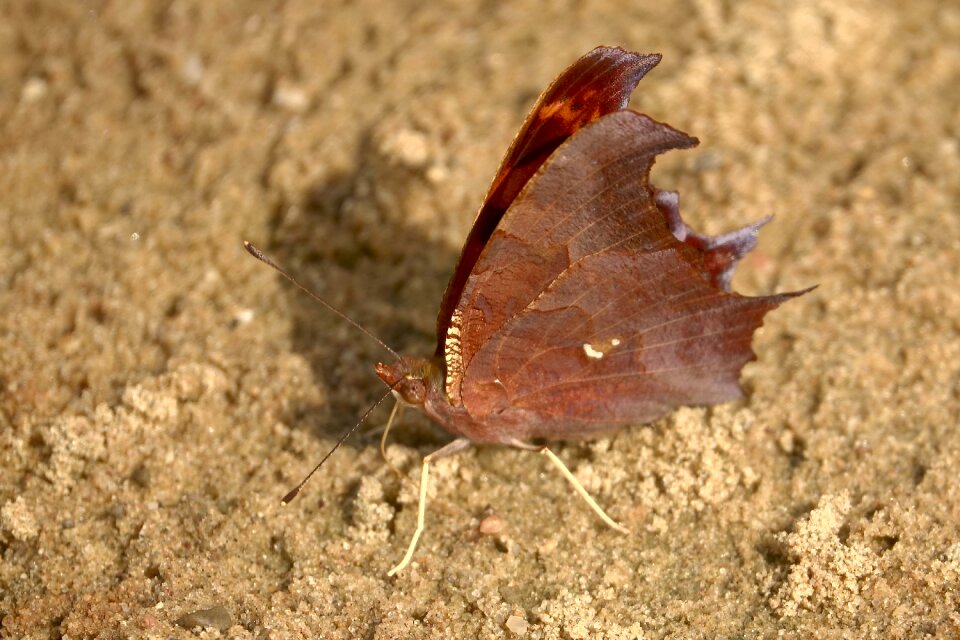 Wing summer butterflies