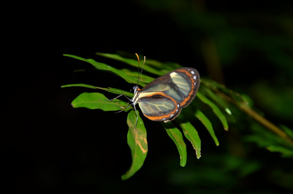 Brazil jungle tropical photo