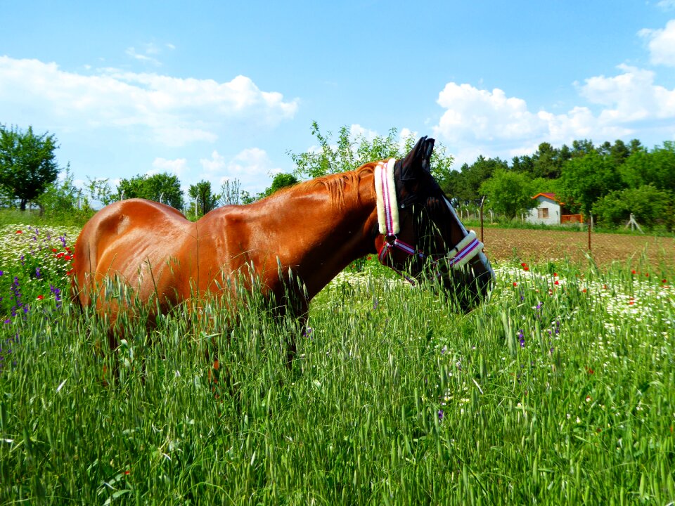 Meadow paddock summer