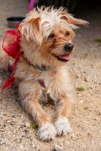 Dog wedding animal