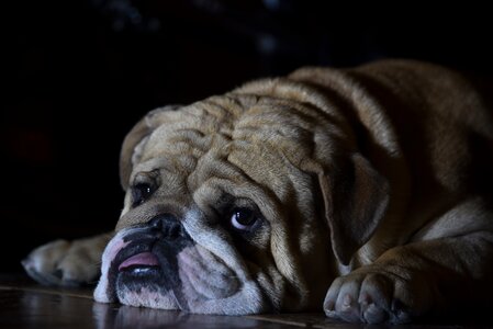 English bulldog dog pet