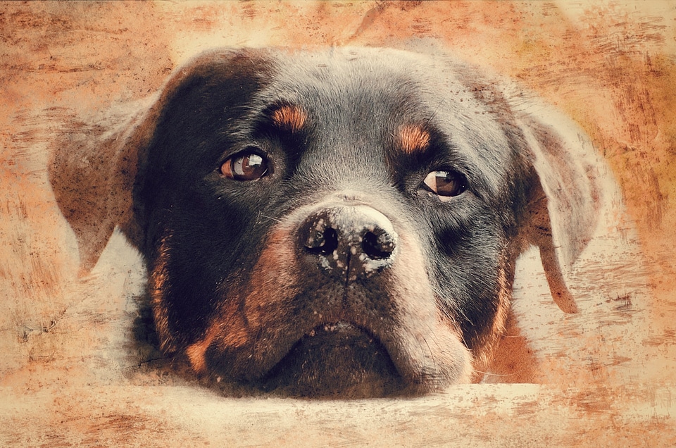 Rotweiler dog dog head
