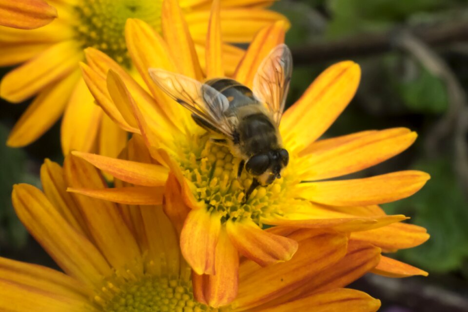 Chrysanthemum insect pollen