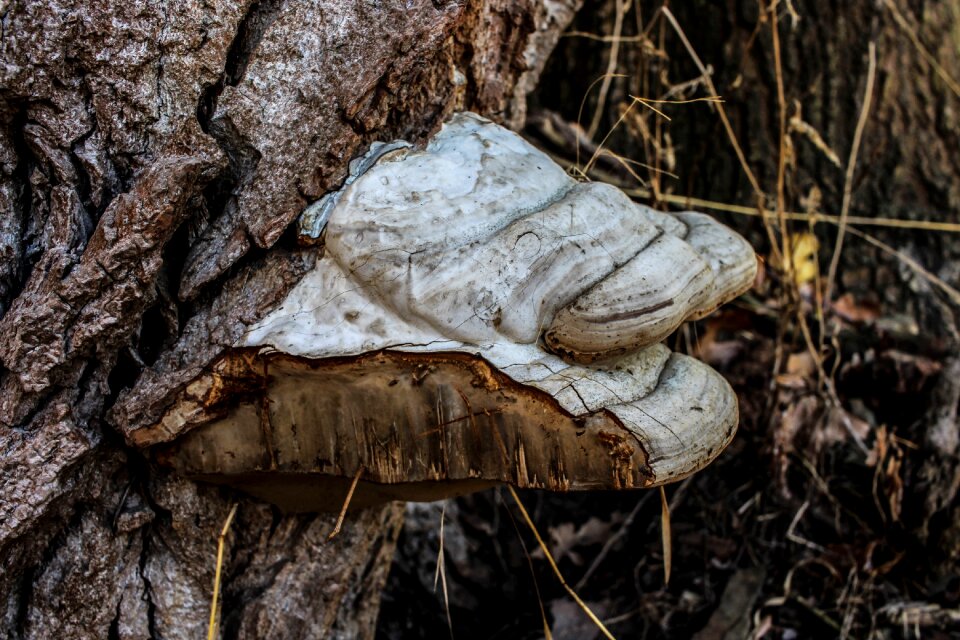Botany plant parasite