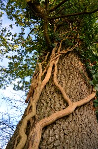 Nature root structure