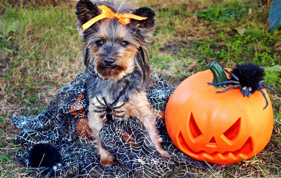 Halloween pumpkin spiders