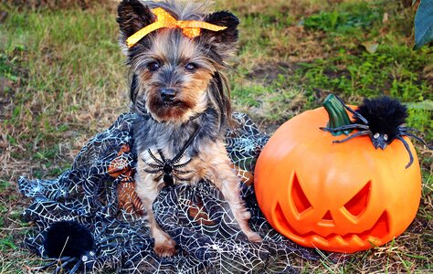 Halloween pumpkin spiders photo