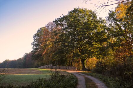 Tree leaves autumn forest photo