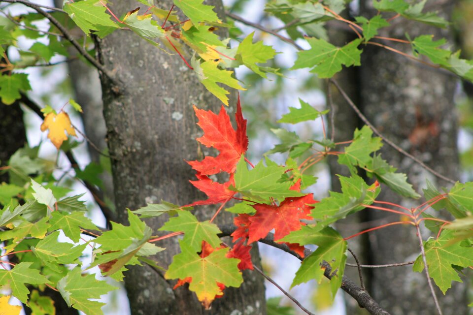 Leaves nature autumn
