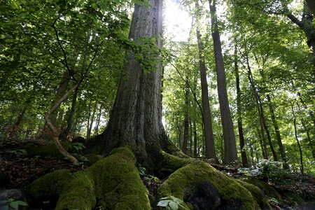 Landscape forest wood