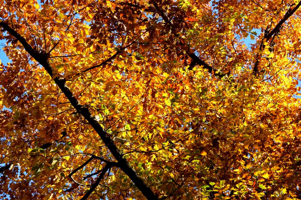Landscape leaves mood