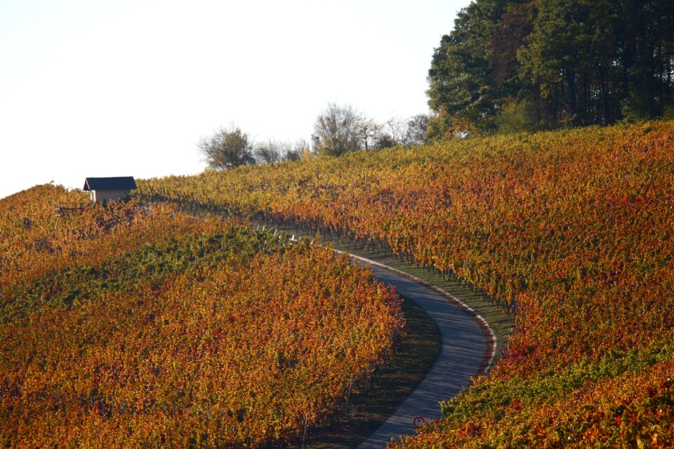 Leaves landscape weinhaus