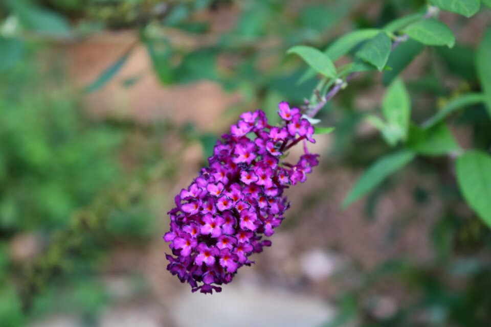 Nature landscape flowers