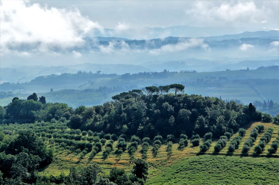 Nature trees oliva