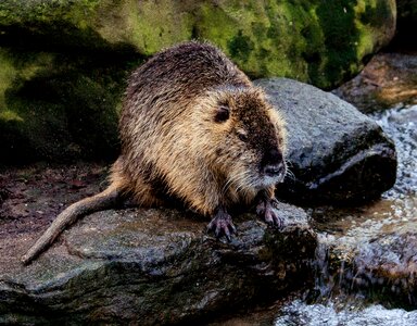 Animal world nature rodent
