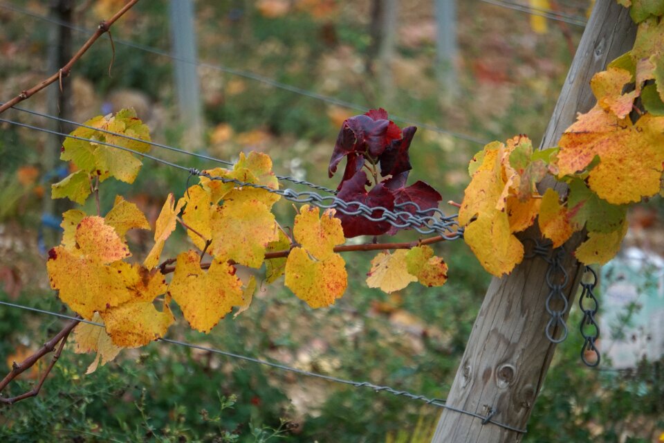 Leaves vine nature