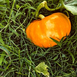 Autumn pumpkin harvest photo