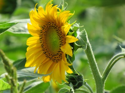 Sunflower plant summer photo
