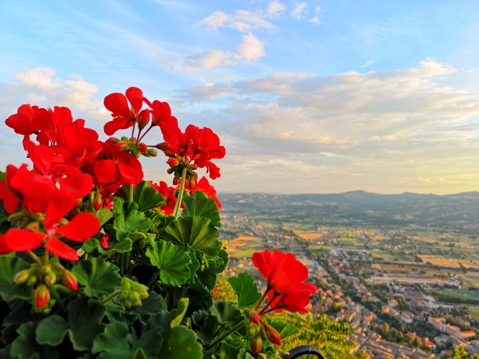 Red flowers life