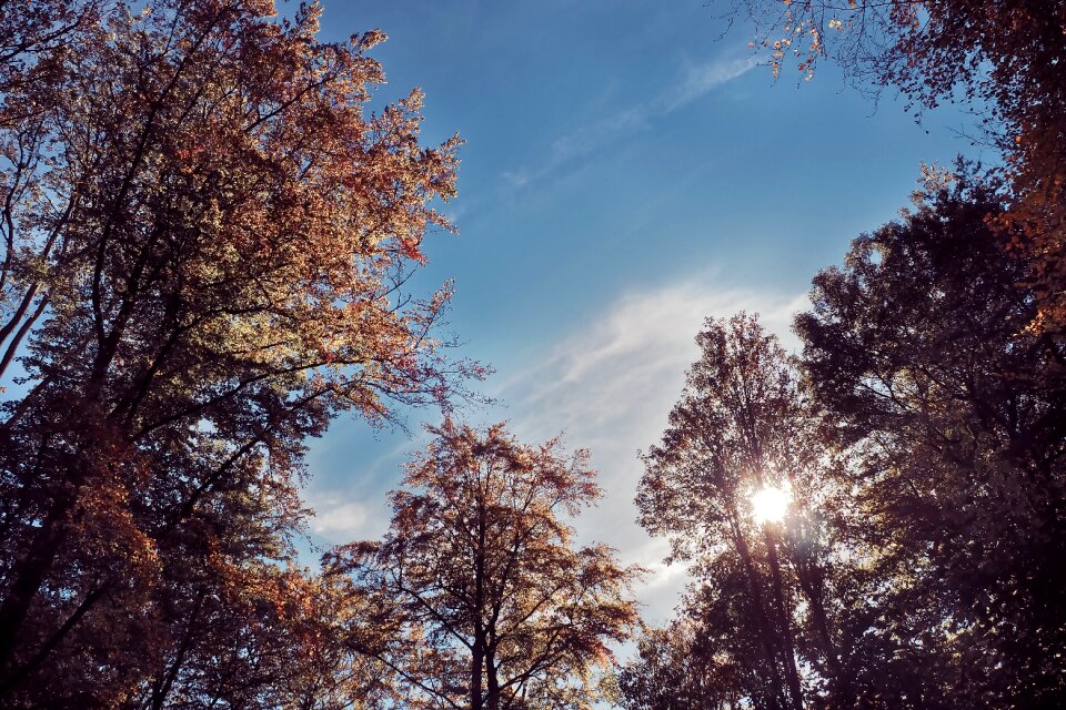 Landscape leaves mood