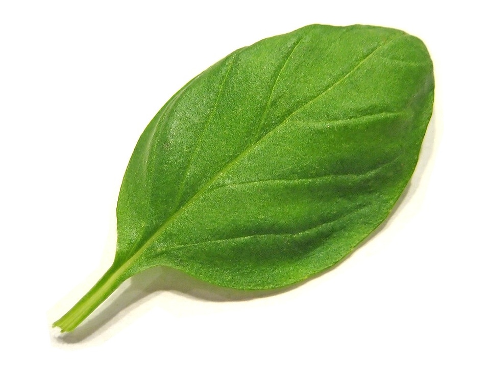 Season leaf plant