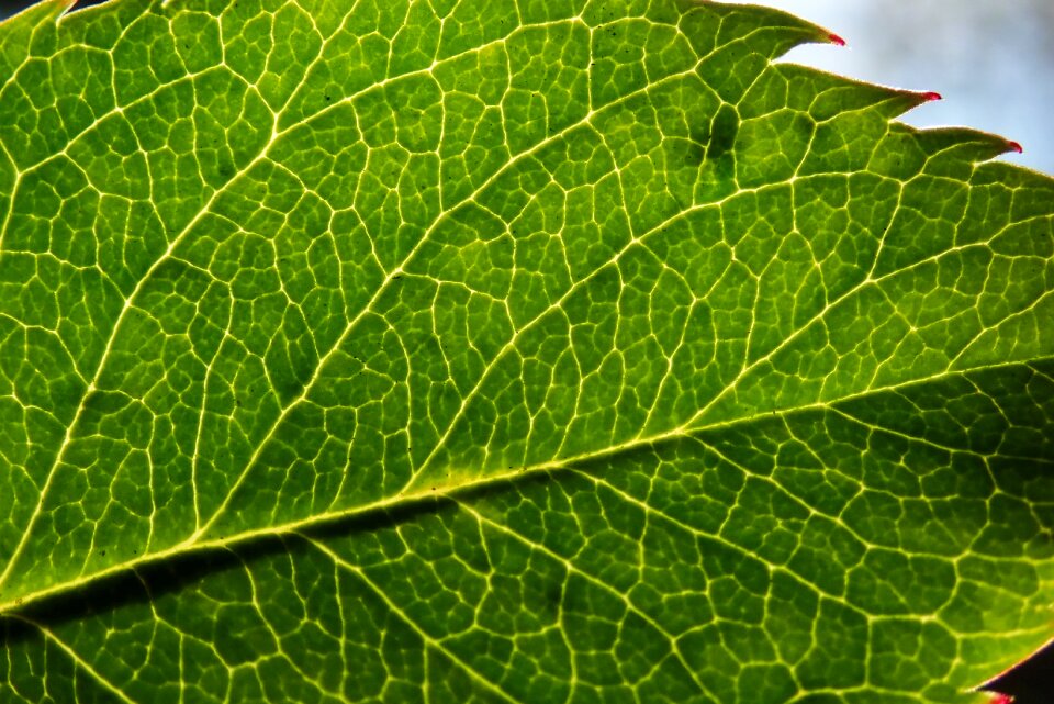 Texture veins garden
