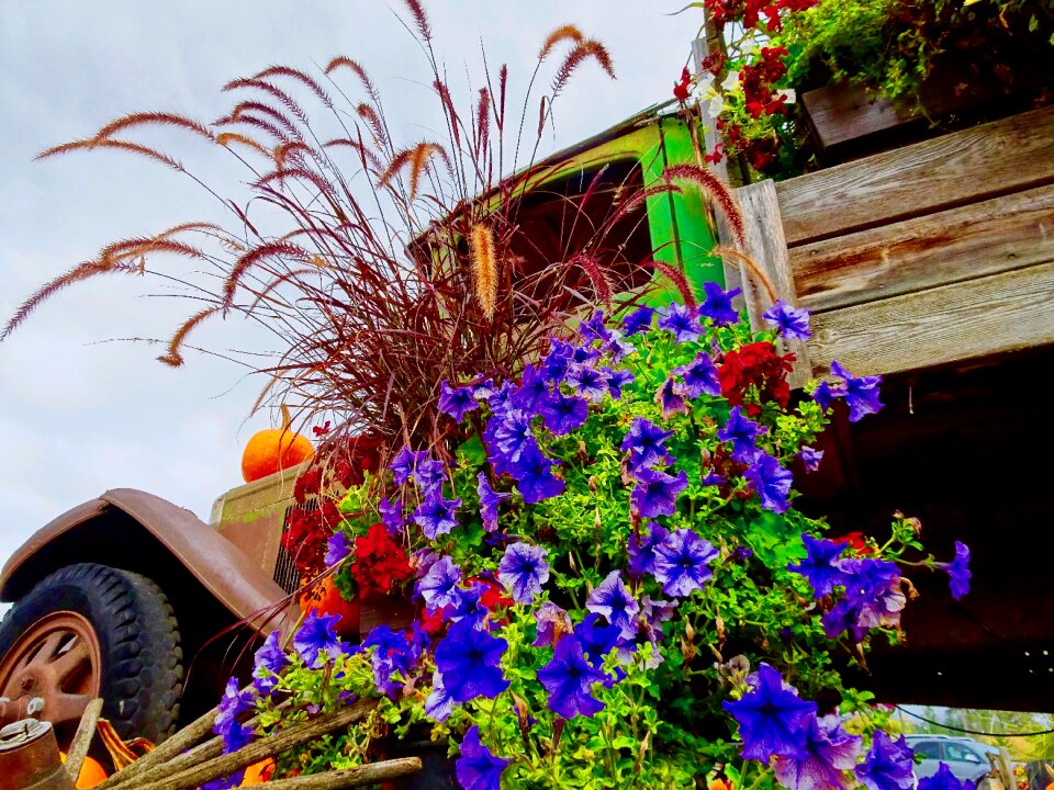 Artistic floral blooming