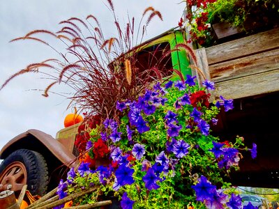 Artistic floral blooming
