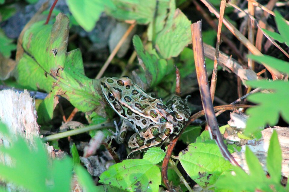 Frog green amphibian