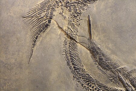Geology paleontology extinct