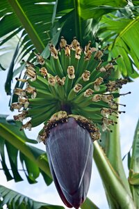 Plant botanical harvest
