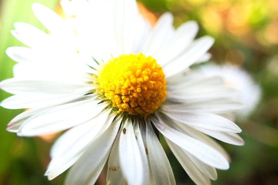 Bloom blossom bright