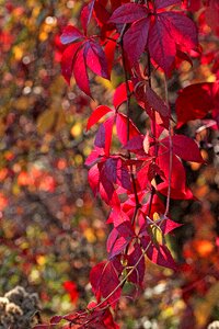 Fall colors colorful highlighted photo