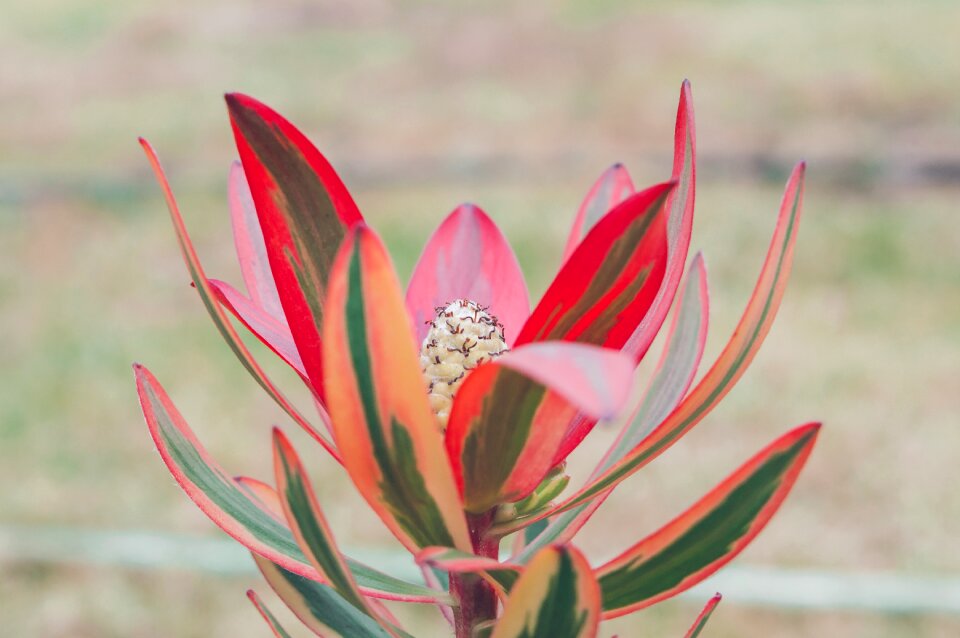 Summer flora bloom