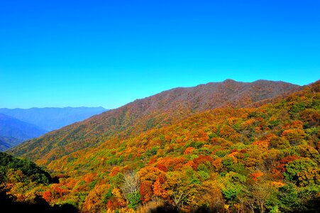 Mountain autumn leaves landscape photo