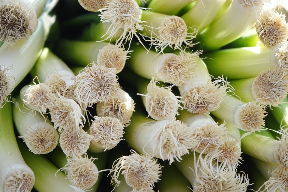 Allium ampeloprasum allium porrum broadband leek